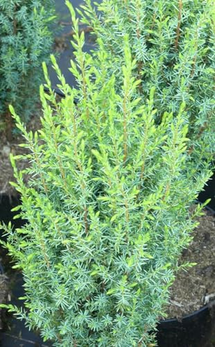 Wacholder Säulenwacholder Juniperus Communis 'Sentinel' 30-40 cm winterhart Freilandaufzucht