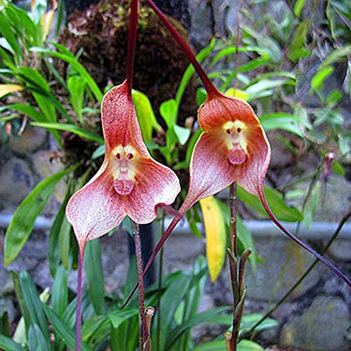 semi di orchidea scimmia, arredamento del soggiorno balcone in vaso decorazioni giardino per esterni balcone tappezzante resistente 10pcs