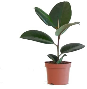 Ficus Robusta (Ficus Elastica) Natural Árbol Tolerante a Altas Temperaturas