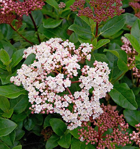 Hochstamm Mittelmeer Schneeball Lisa Rose 80-100cm - Viburnum tinus - lebende Gartenpflanze aus den Baumschulen