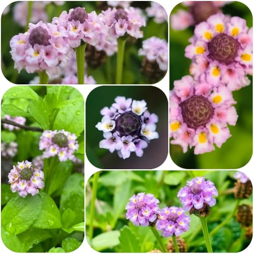Semi di Phyla nodiflora, semi di da tappeto, resistenti all'esterno selvatici aromatiche selvatiche miscela per giunti 150pcs