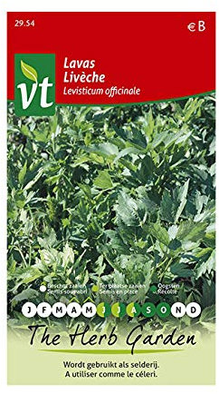 Livèche - Plante vigoureuse à l’arôme de céleri