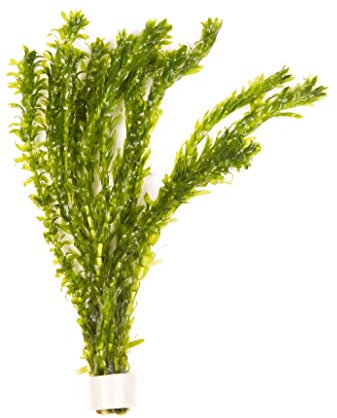 Lincolnshire Pond Plants Ltd 5 x Oxygenating Weed Live Pond Plant ELODEA DENSA - Also Aquarium Aquatic Plants (Weighted)