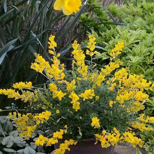 Cytisus x racemosus [Vaso Ø16cm]