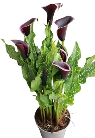 Zantedeschia Planta de Flores Coloridas y Riego Moderado - Cala