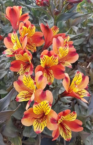 Alstroemeria x GARDEN 'Indian Summer'® / Lys des Incas/Conteneur de 3 à 4 litres/Vivace