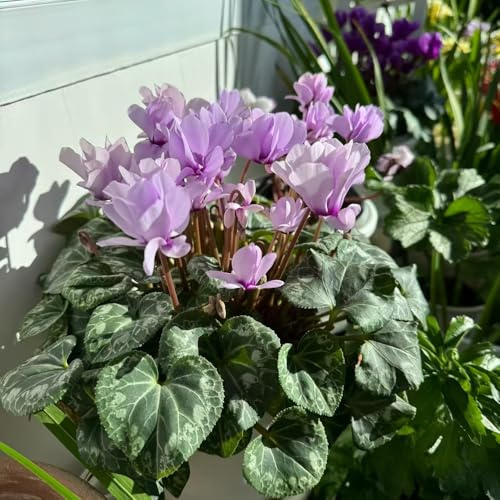 ciclamino Decorazioni giardino per esterni balcone insoliti adatto 250semi