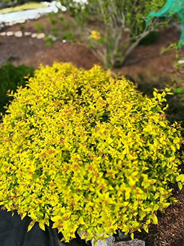 Stauden Gänge 100 x Spiraea japonica 'Golden Princess' (Gehölz/Heckenpflanze/Winterhart/Mehrjährig/Bodendecker) Gelbe Zwergspiere - Goldgelbes Laub trifft zarte Blütenpracht - Blühende Hecke