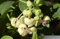 Akebia quinata Cream Form (80-100 cm) Schokoladenwein/Klettergurke
