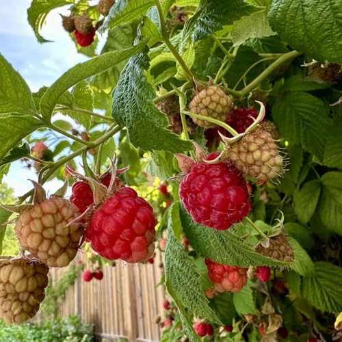 semillas de frambuesa - interior organicas balcones invernadero 30pcs