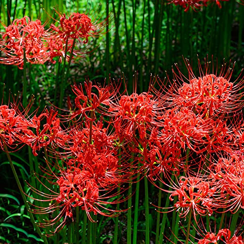 4 pz bulbi lycoris radiata, rialzate per giardino di giglio ragno sono resistenti