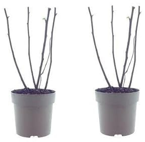 Ficus Bornholm – Feigenbaum – 2 Pflanzen – Ø15cm – Ca. 40cm Höhe – Pflegeleichte Zimmerpflanze mit tropischem Flair – Ideal für Wohnzimmer & Büro
