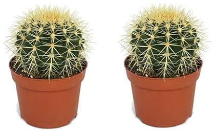 pcmoviles Decora con distinción con el Cactus Asiento de Suegra Pack de 2 unidades en macetas de 8,5cm para una decoración interior única.