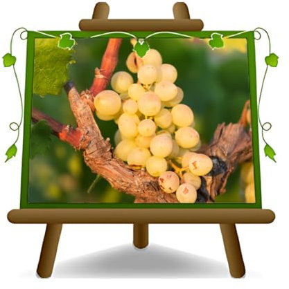 EURO PLANTS VIVAI Vigne Regina di Firenze Reine de Florence plante fruitière ancienne en pot de 20 cm hauteur 150-170 cm - Âge 2 ans