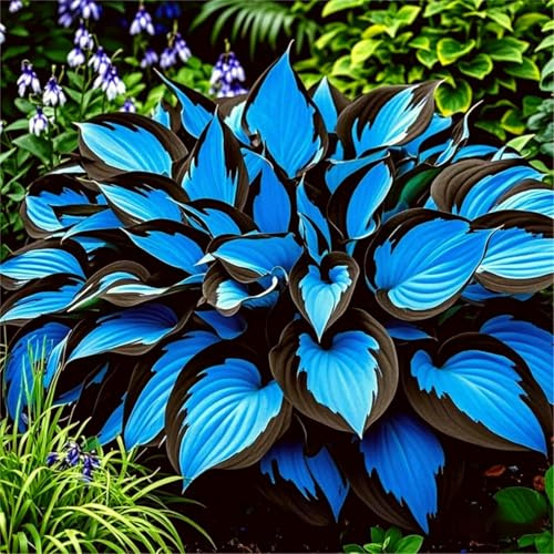 Selten Funkien-Rhizom, MehrjäHrige Funkien, Hosta, Einfach Zu Kultivieren, Schattenspender FüR Terrassen Und GäRten-4 Rhizom-G