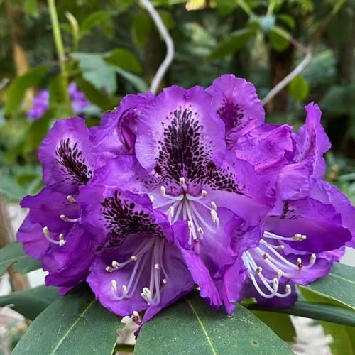 semi di rododendro, decorazione del soggiorno per azalea, giardino, resistenti 100pcs