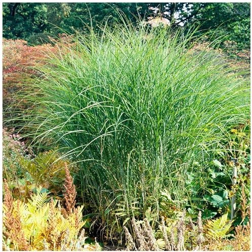 Stauden Gänge 3 x Miscanthus sinensis 'Gracillimus Nana' winterhart | Mittelhohes Ziergras für Sonne, Blüte September bis Oktober, mehrjährig, 1 L Topf (11x11 cm)