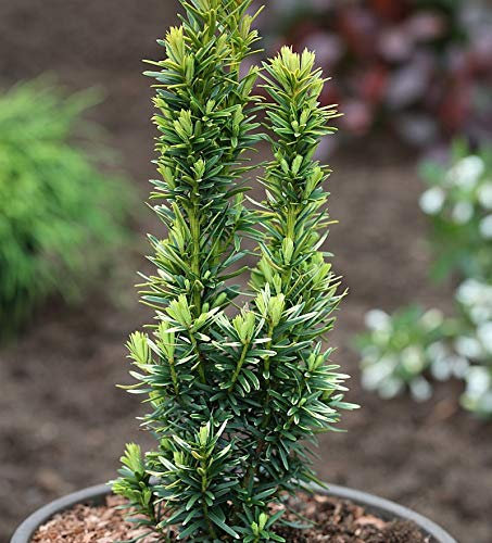Gelbe Säulen Eibe David 70-80cm - Taxus baccata - lebende Gartenpflanze aus den Baumschulen