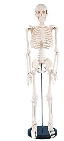 AXIKALB Modèle De Crâne De Squelette Humain Anatomie 85cm Modèle De Squelette avec Racines Nerveuses Et Sternum pour Médicale Modèle De Corps Science Outils D'enseignement Fournitures Taille Réelle
