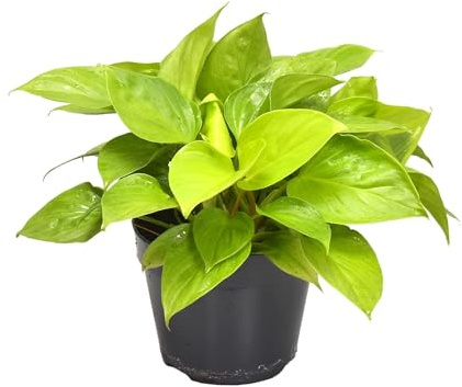 Homalomena Zitrone-Limette - 30cm - Ø15cm - Zimmerpflanze - Immergrün