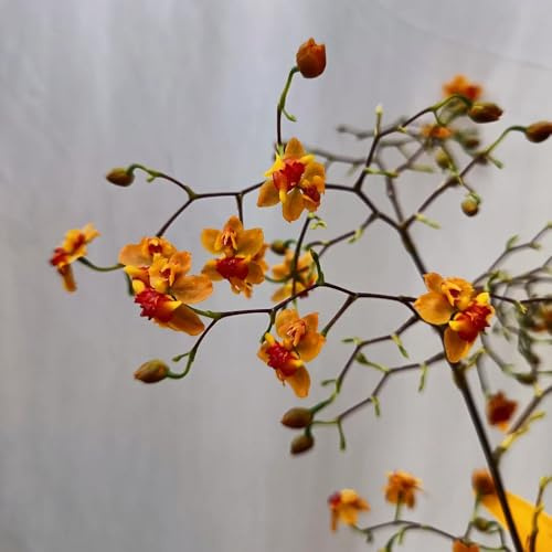 semi di orchidea oncidium - balcone perenni resistenti da giardino roccioso giardino, perenne resistente tappezzante 400pcs