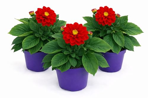 POWERS TO FLOWERS - DALIA A FIORE ROSSO, 3 PIANTE, VASO 12 CM DIAMETRO, pianta vera