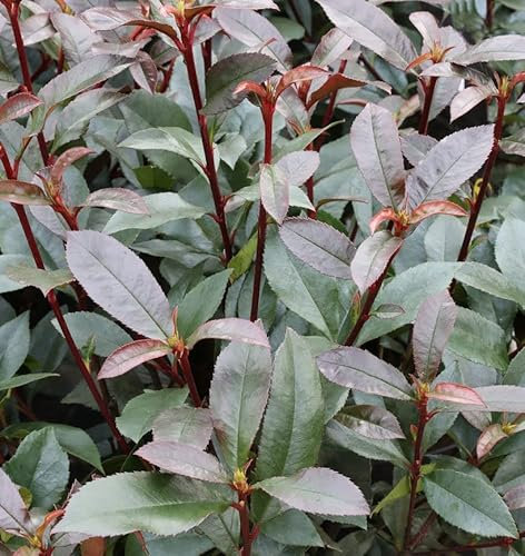 Glanzmispel Devils Dream® 30-40cm - Photinia fraseri