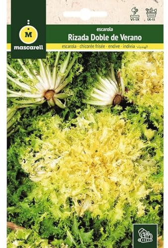 Mascarell Semillas, ESCAROLA, Semillas Huerto, ESCAROLA DOBLE DE VERANO, Crea tu Propio Huerto Urbano y Cultivo en Casa, Plantas Hortícolas, 8 Gramos