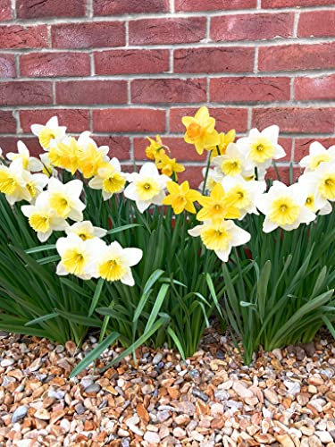 50 Daffodil Bulbs (Mixed Varieties) Includes Postage