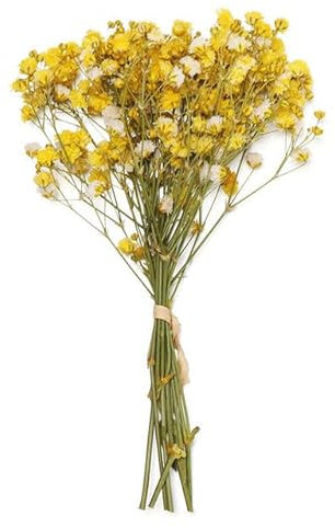 ZEYRU Mini Babysbreath Natürliche, frisch getrocknete, konservierte Blumen, Kleiner natürlicher Trockenblumenstrauß, Trockenblumen, dekorativer Hintergrund, gelb