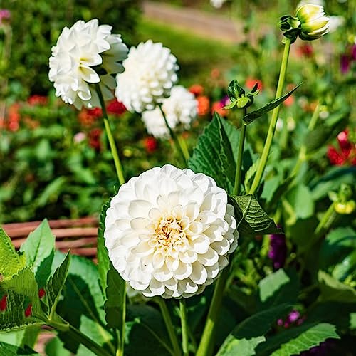 dalias bulbi giardino selvatico decorativo giardino balcone decorazione balcone resistenti interni esotici interni bulbi 5pcs