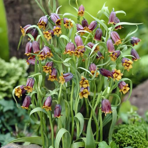 Bulbi imperiale coronata di balcone Letti elevati giardino di interni esotici bonsai interni decorazione ufficio balconi resistenti 8pcs
