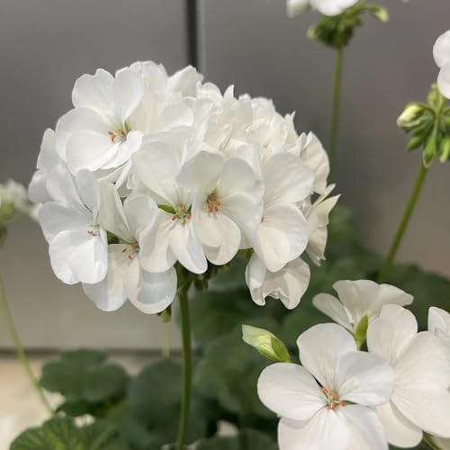 geranio di balcone da ufficio tagliati semi balcone primavera giardino decorazioni giardino per esterni primavera interni esotici selvatici 35pcs