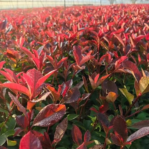 Photinia red robin - petirrojo rojo decorativas jardín de resistentes semillas resistentes Decoración del jardín 100pcs