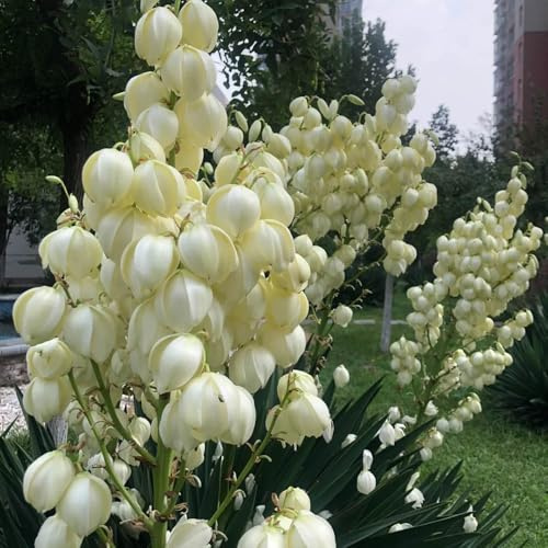 semi resistenti di giglio di palma - biologici vecchie varietà giardino perenni balcone 500pcs