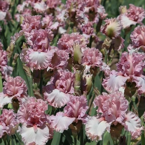 20bulbos de iris perenne resistente - iris - otoño ación resistente, para balcones, decoración salón