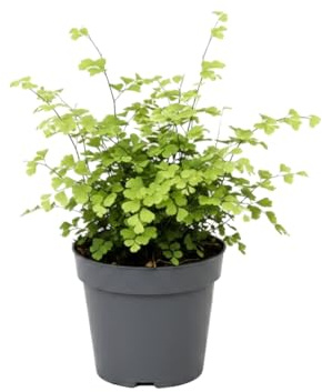 Helecho Culantrillo Adiantum Raddianum Fragrans | DECOALIVE Planta Verde de Interior Maceta 14 cm Altura 35 cm