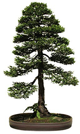 1.000 Samen -Sequoia sempervirens- Küstenmammutbaum