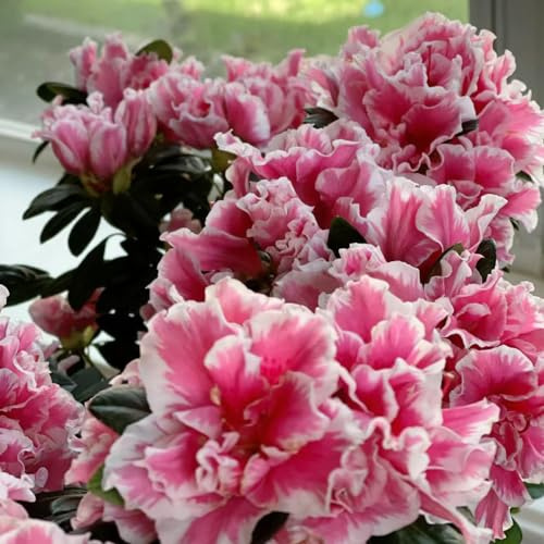 azalea semi decorativi giardino prato silvestre, autunno, perenne silvestre primavera rododendro semi perenni 50pcs