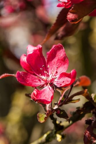 Zierapfel Malus Dark Rosaleen 60-100 cm Ziergehölz winterhart | Rosa Blüten im Frühjahr, dekorativer Fruchtschmuck, sonnig bis halbschattig, ideal als Solitär im Garten