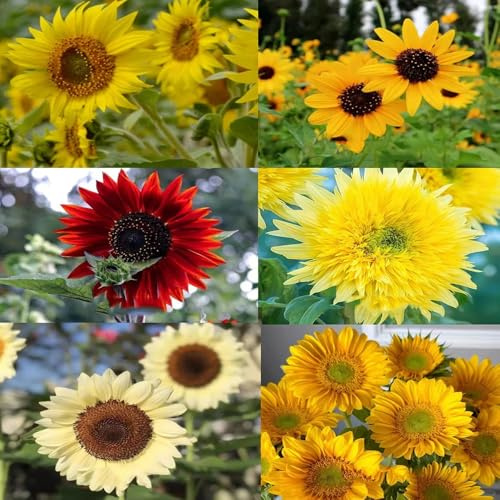 girasoli resistenti all'aperto balcone con letti elevati di giardino che amano l'ombra, semi resistenti di perenne giardino perenne 400pcs