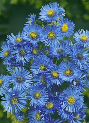 Aster novae-angliae 'Barr's Blue' 11x11 cm Topf – Winterhart, Mehrjährig, Pflegeleicht – Herbstaster – Beetstaude für Garten & Rabatte