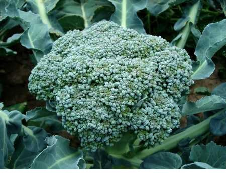 2000 Early Fall RAPINI Broccoli (Broccoli Raab/Broccoli Rabe/Brocoletti/CIMA di Rapa) Brassica Ruvo Vegetable Seeds
