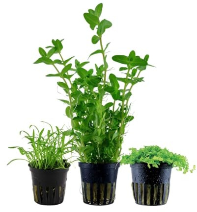 AquaOne Aquarium Pflanzen 3X Wasserpflanzen Set mit 3 Aquariumpflanzen | Einsteiger Aquarienpflanzen, Staurogyna Lagenandra Limnophila