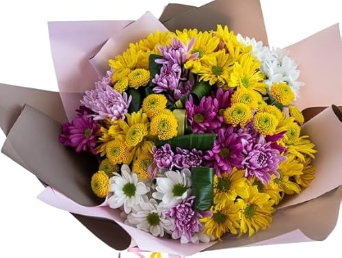 Ramo de Margaritas Chrysanthemum Frescas Naturales con 100 Flores en Tonos Vibrantes Crisantemos para Ocasiones Especiales