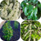 Piante di lauroceraso - semi piante decorative piante erbacee vaso per piante resistenti da balcone piante resistenti all'esterno semi erbe selvatiche piante resistenti per 650pcs
