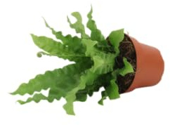 Helecho Asplenium Nido de Ave DECOALIVE Planta Verde Ideal para Hogar y Oficina