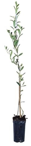 Planta de Olivo Arbequina | Árbol de Olivo Joven 60–90 cm | Variedad Resistente al Frío, Ideal para Producción de Aceite y Jardineria