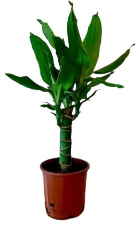 Dracaena Fragans o Tronco de Brasil Natural una Planta Exótica de Interior para Purificar el Aire