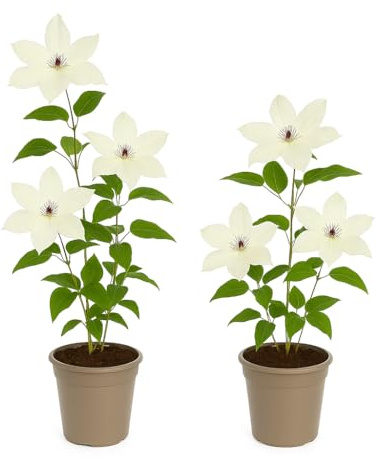 Exotenherz Kletterpflanzen - Clematis Miss bateman - 2er Set - 11cm Topf